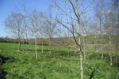 We have planted over 2000 young trees at Fyfett with plans for more