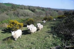 We have two Country Wildlife sites on the farm and a closed flock of breeding ewes. This helps to prevent disease and avoids the transporting of livestock around the country.