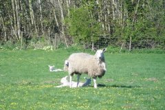 The whole farm is based on organic principles