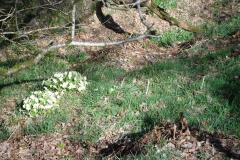 Parts of the farm are fenced off to encourage wild flowers and wildlife.