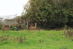deer