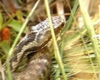 adder