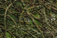 bluetit
