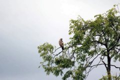 buzzard hunting