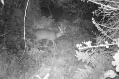 deer in night
