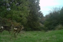deer