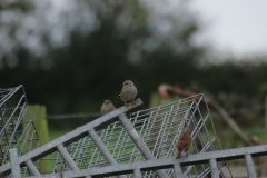 dunnocks