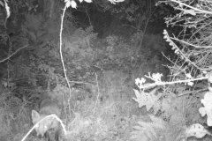 fox in night