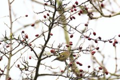 gold crest