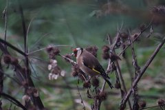 Goldfinch