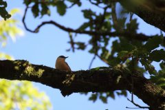 nuthatch