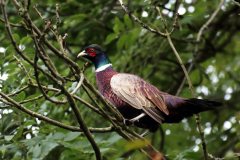 pheasant