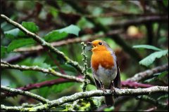 robin