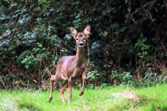 Roedeer