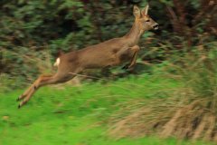 roedeer