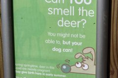 smell-deer