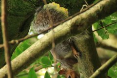 squirrel