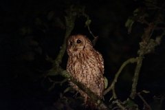 tawny-owl