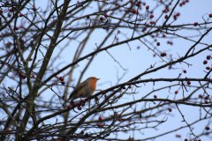 winter robin